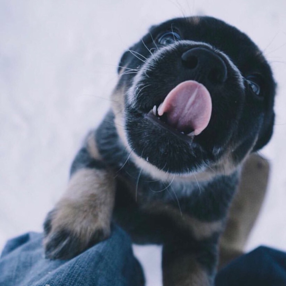 Meet your Posher, Carter